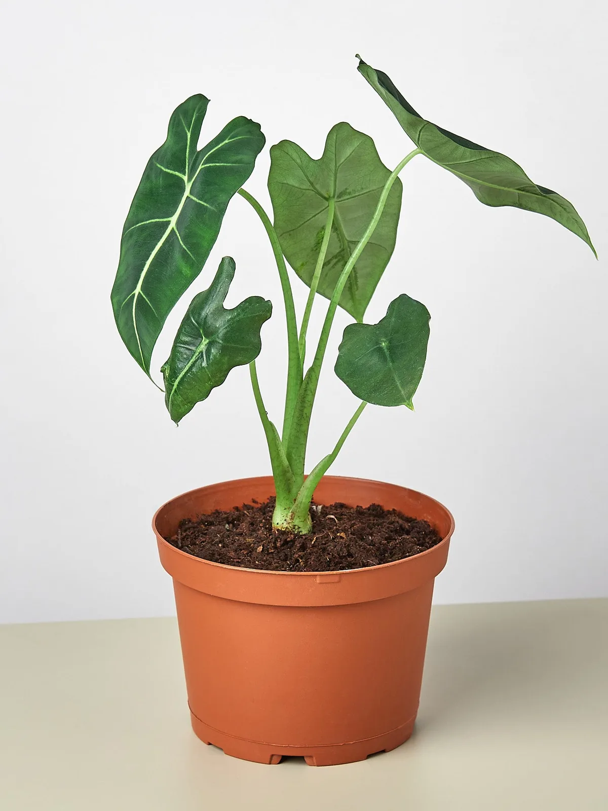 Alocasia Micholitziana 