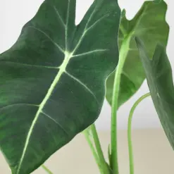 Alocasia Micholitziana 'Frydek' — additional view