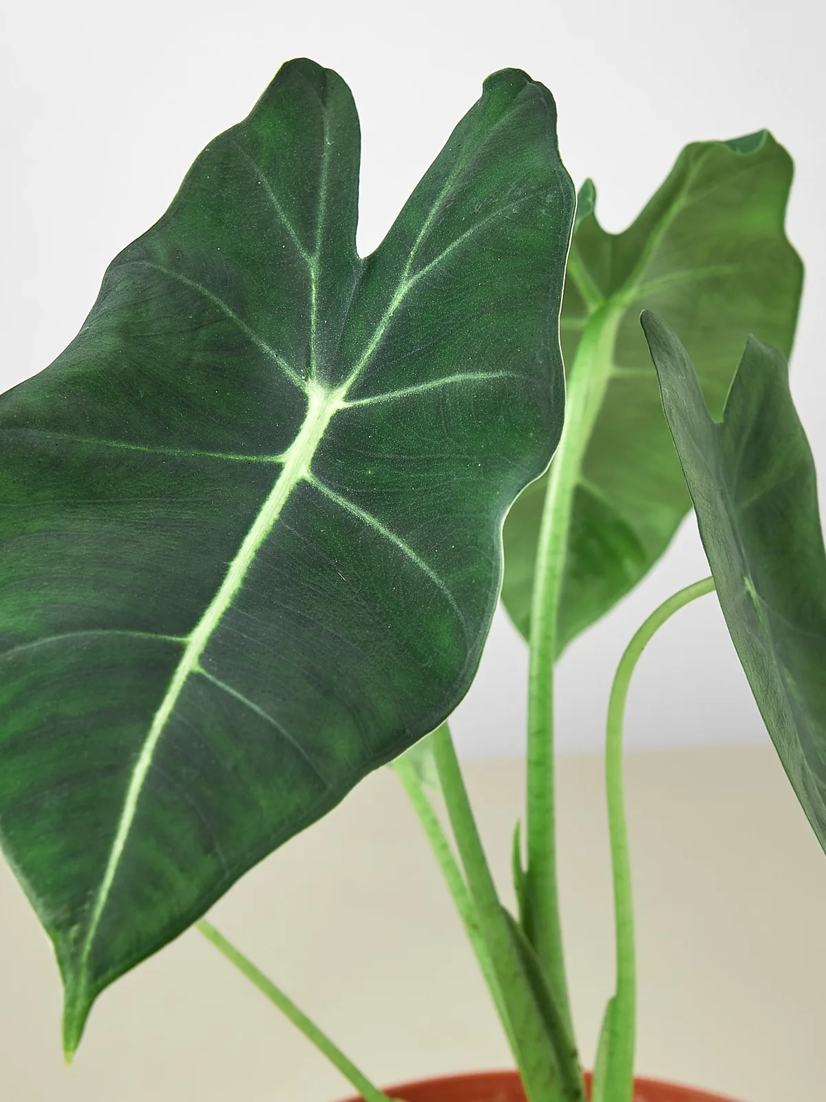 Alocasia Micholitziana 