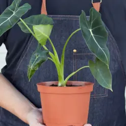 Alocasia Micholitziana 'Frydek' — additional view