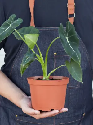 Alocasia Micholitziana 'Frydek' — additional view