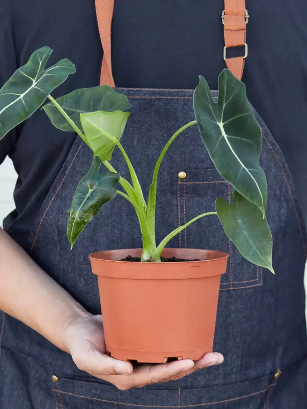 Alocasia Micholitziana 'Frydek' — additional view