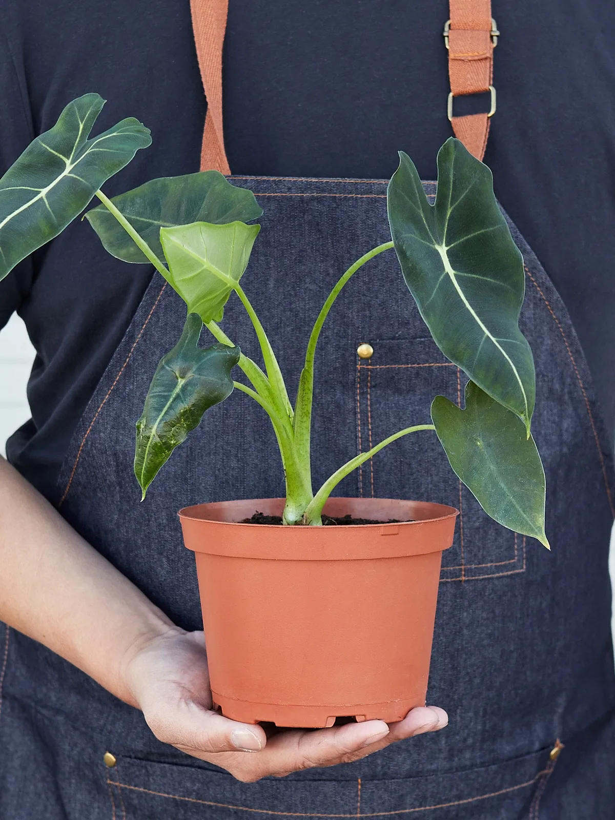 Alocasia Micholitziana 