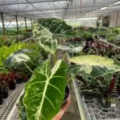 Alocasia Micholitziana 'Frydek' Variegated