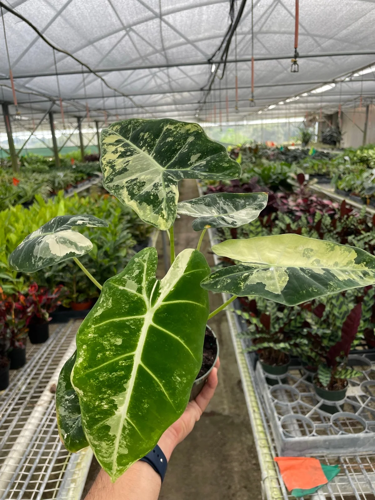 Alocasia Micholitziana 