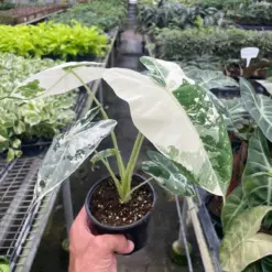 Alocasia Micholitziana 'Frydek' Variegated — additional view