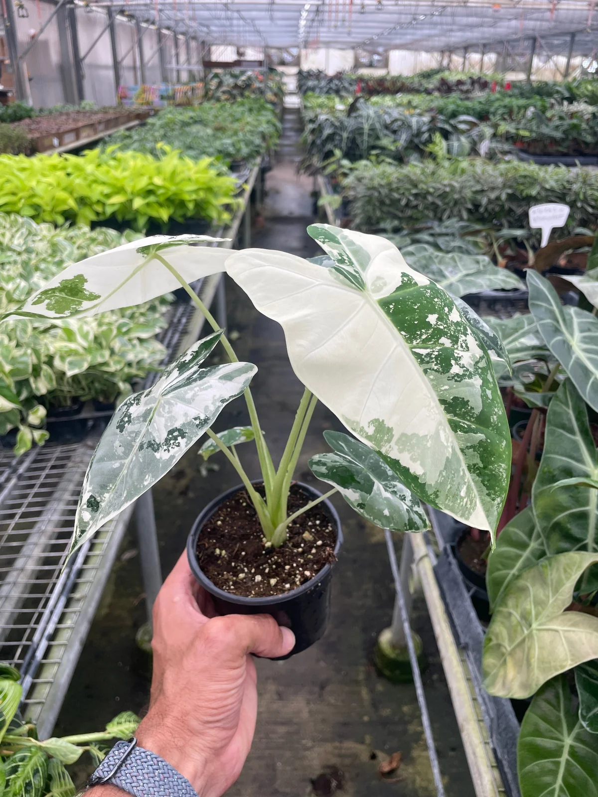 Alocasia Micholitziana 