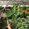 Alocasia 'Hilo Beauty' houseplant