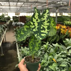 Alocasia 'Hilo Beauty' houseplant