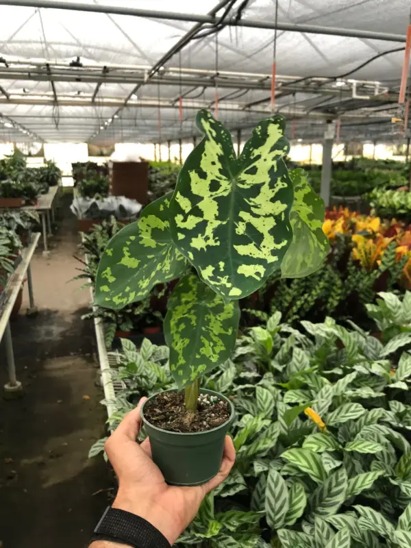 Alocasia 'Hilo Beauty' houseplant