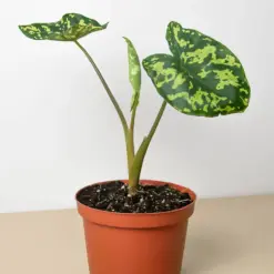Alocasia 'Hilo Beauty' — additional view