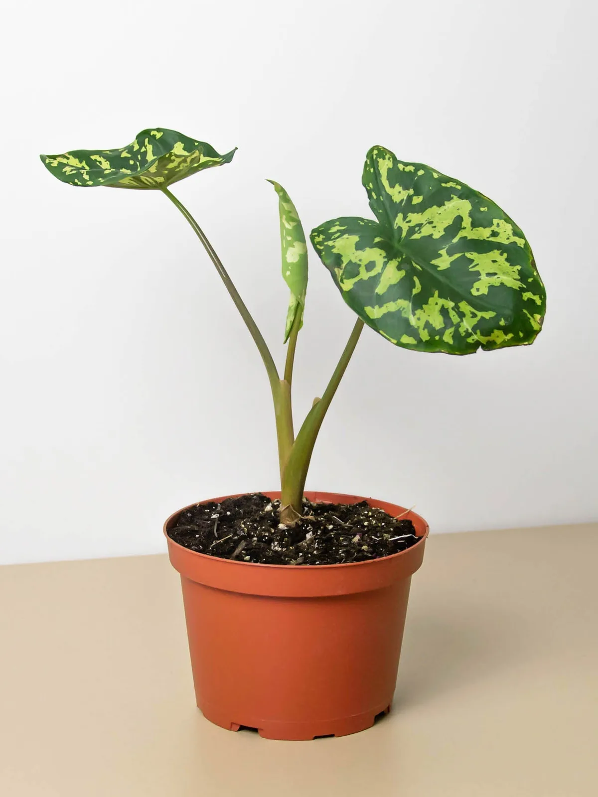 Alocasia 