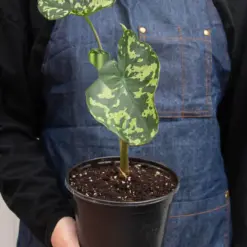 Alocasia 'Hilo Beauty' — additional view