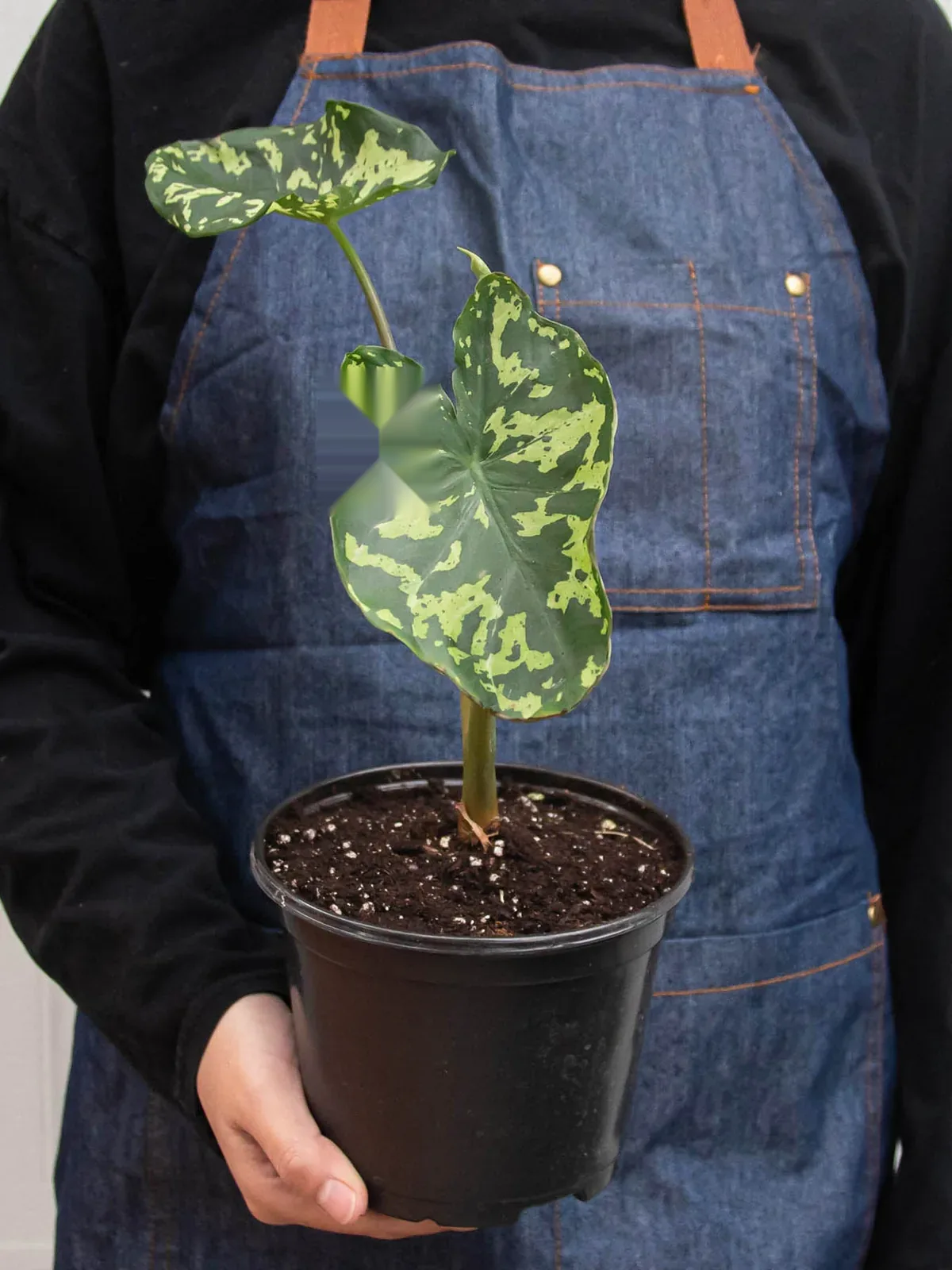 Alocasia 