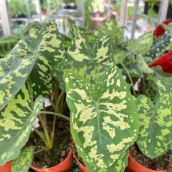 Alocasia 'Hilo Beauty' — additional view