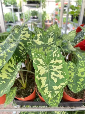 Alocasia 'Hilo Beauty' — additional view