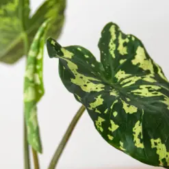 Alocasia 'Hilo Beauty' — additional view