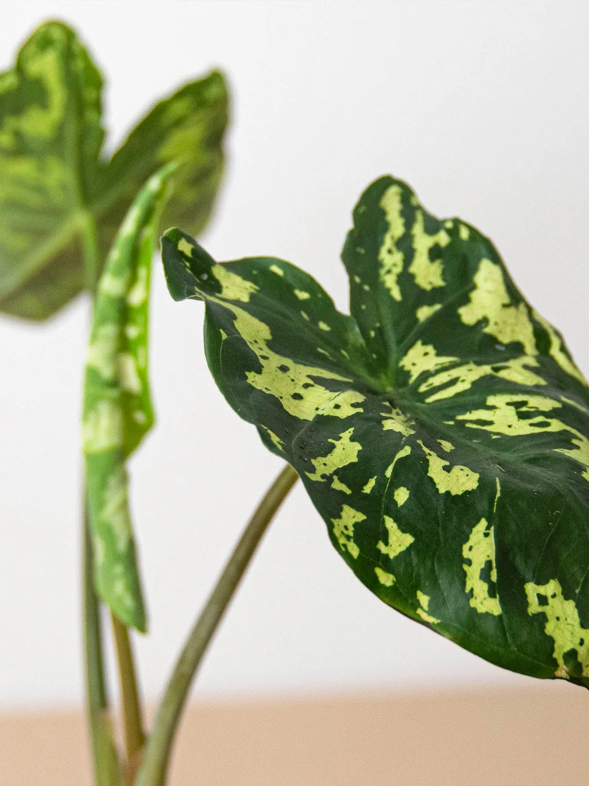 Alocasia 
