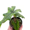 Alocasia 'Jacklyn' houseplant