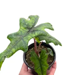 Alocasia 'Jacklyn' houseplant