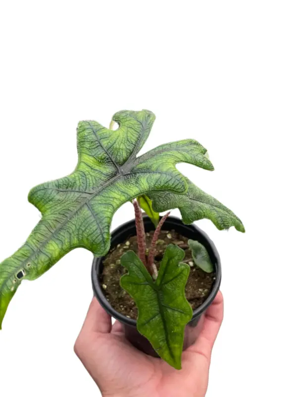 Alocasia 'Jacklyn' houseplant