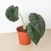 Alocasia 'Melo' houseplant