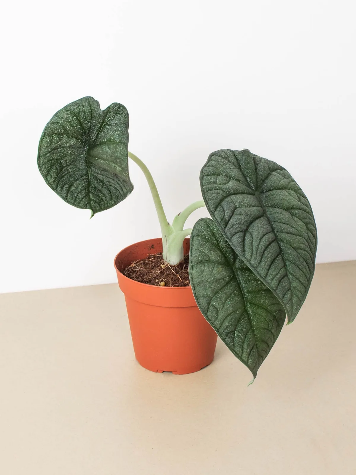 Alocasia 