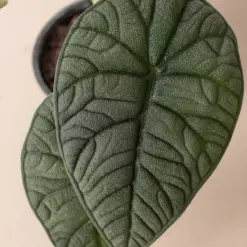 Alocasia 'Melo' — additional view