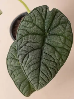 Alocasia 'Melo' — additional view