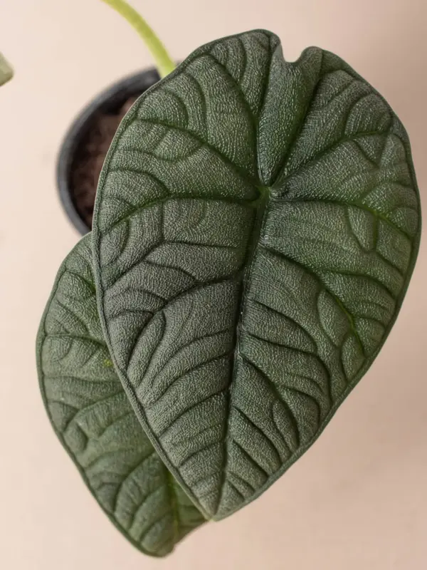Alocasia 'Melo' — additional view