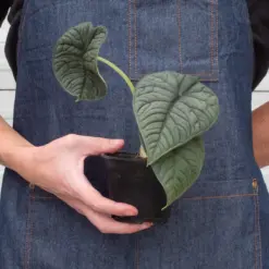 Alocasia 'Melo' — additional view