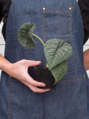 Alocasia 'Melo' — additional view