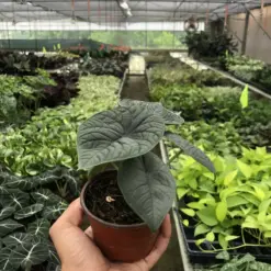 Alocasia 'Melo' — additional view