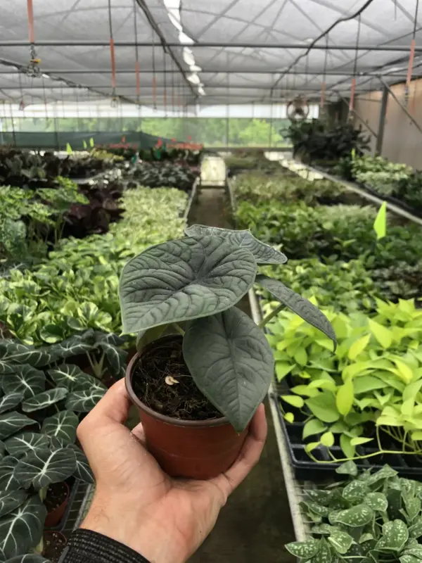 Alocasia 'Melo' — additional view