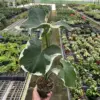 Alocasia 'Mickey Mouse' (Xanthosoma sagittifolium 'Variegatum Monstrosum') houseplant