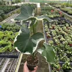Alocasia 'Mickey Mouse' (Xanthosoma sagittifolium 'Variegatum Monstrosum') houseplant