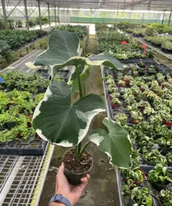 Alocasia 'Mickey Mouse' (Xanthosoma sagittifolium 'Variegatum Monstrosum') houseplant