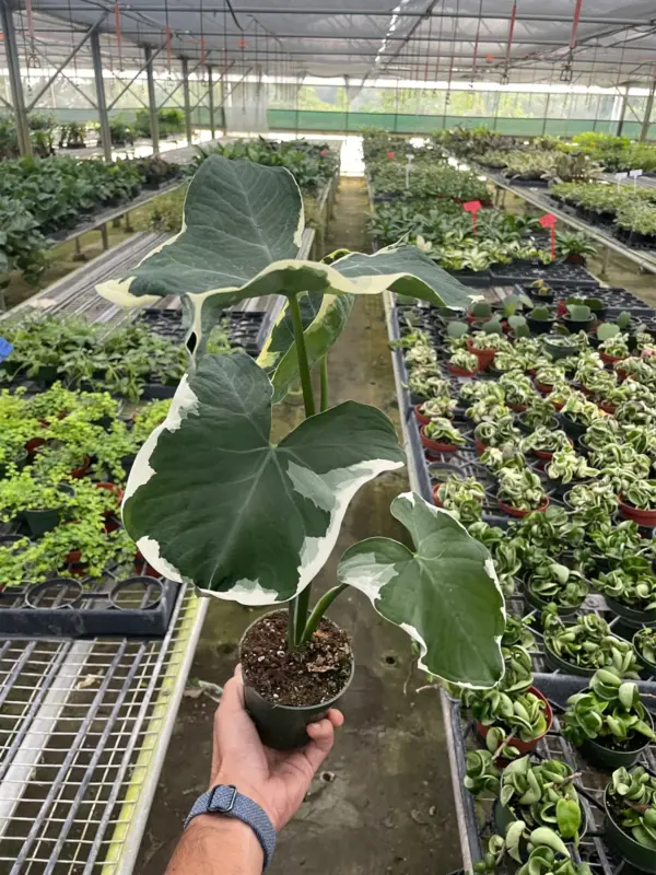 Alocasia 'Mickey Mouse' (Xanthosoma sagittifolium 'Variegatum Monstrosum') houseplant