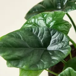 Alocasia 'Mirror Face' houseplant