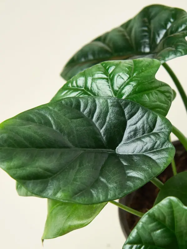 Alocasia 'Mirror Face' houseplant
