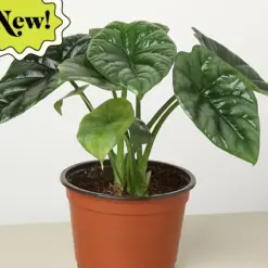 Alocasia 'Mirror Face' — additional view
