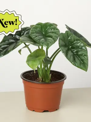 Alocasia 'Mirror Face' — additional view