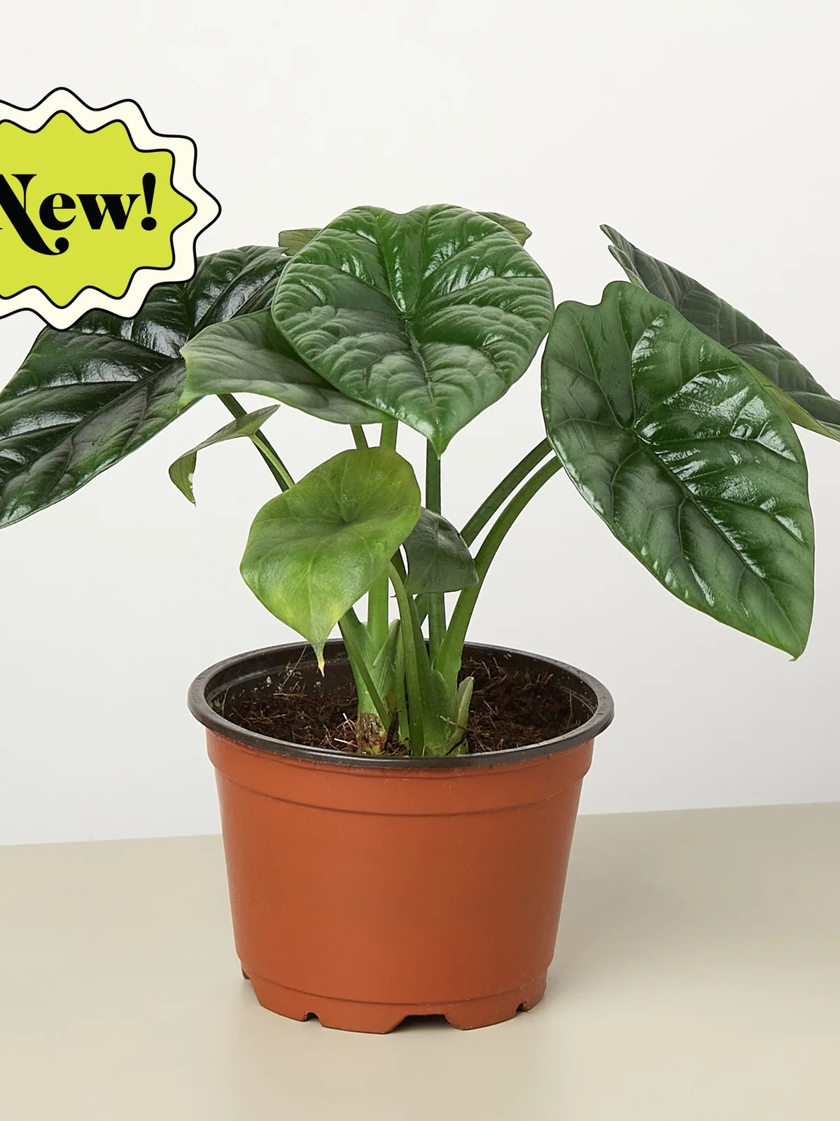 Alocasia 