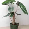 Alocasia Pink Dragon houseplant