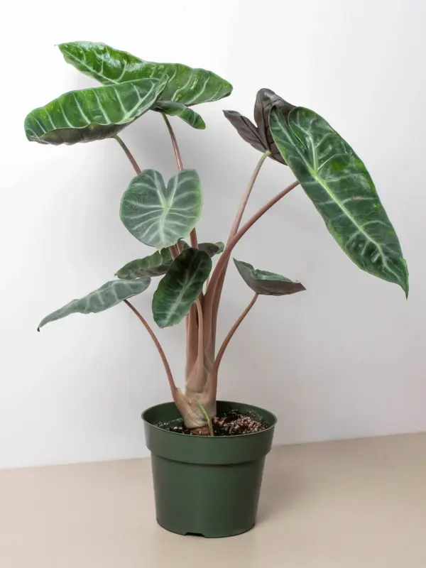 Alocasia Pink Dragon houseplant
