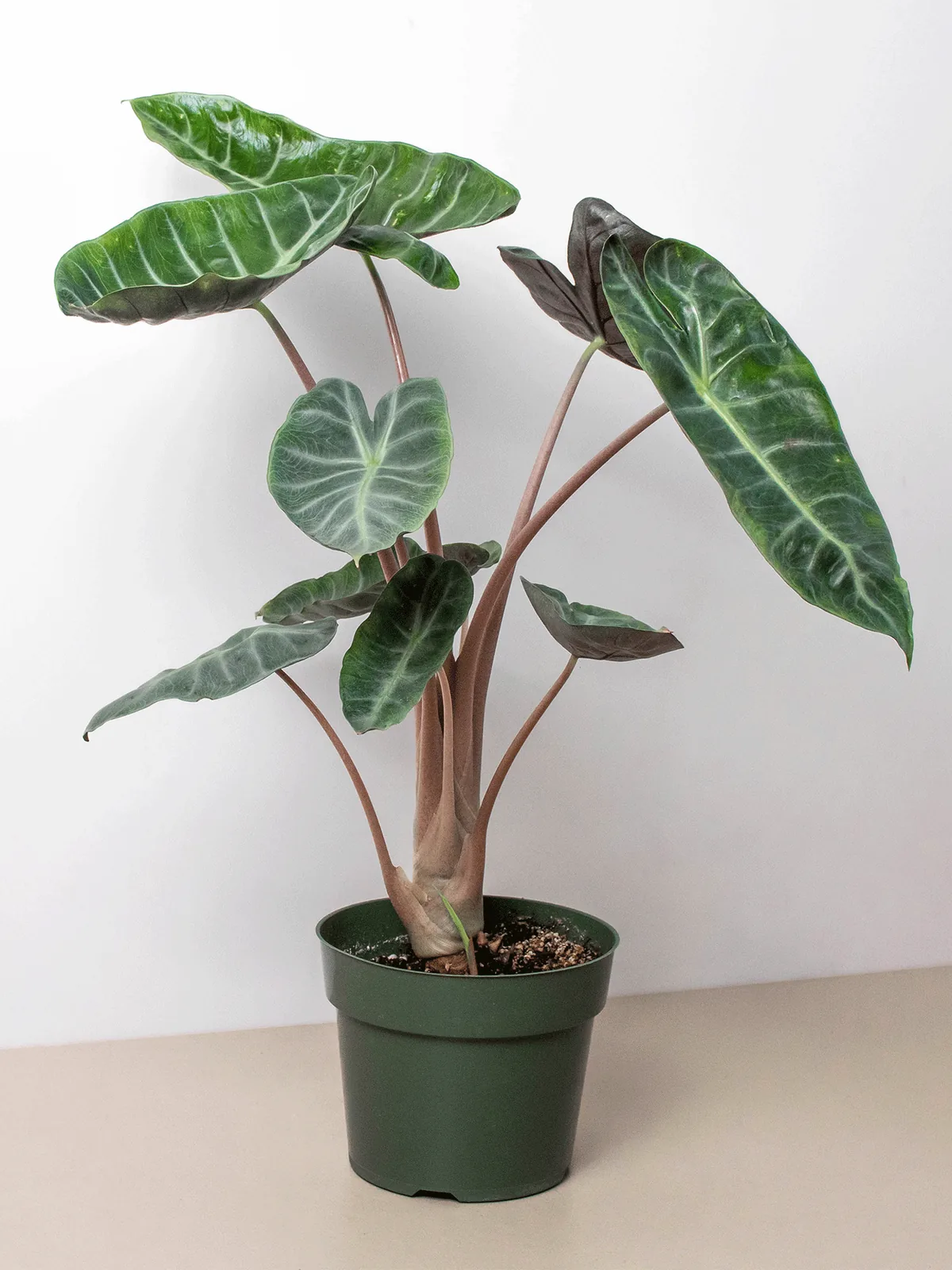 Alocasia Pink Dragon houseplant