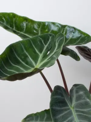 Alocasia Pink Dragon — additional view