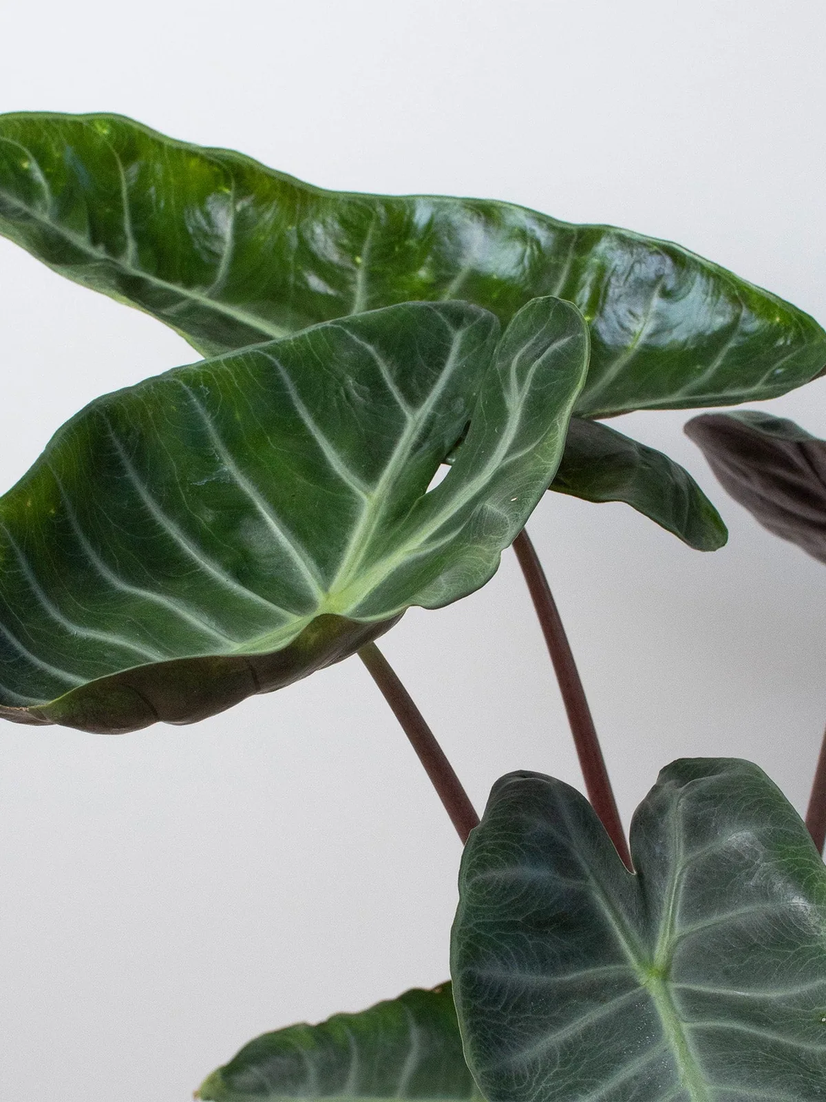 Alocasia Pink Dragon — additional view