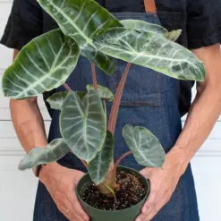 Alocasia Pink Dragon — additional view