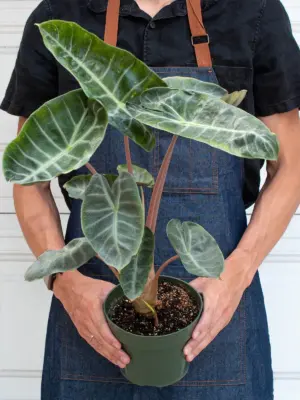 Alocasia Pink Dragon — additional view